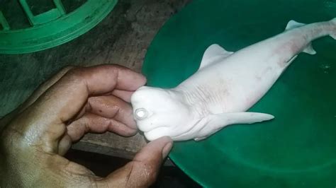 one eyed cyclops shark|INCREDIBLE SHARK: Cyclops albino shark caught off Mexico.